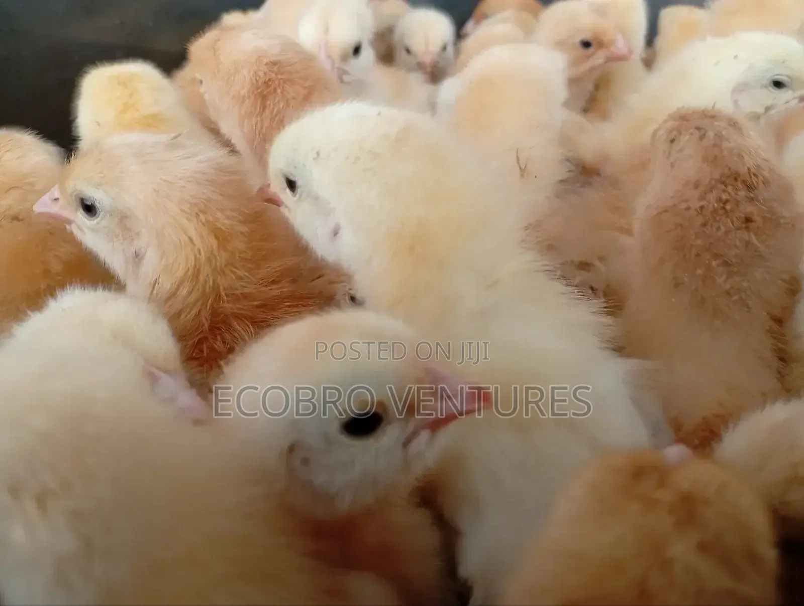 Day Old Kuroilers Chicks