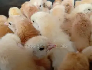 Day Old Kuroilers Chicks