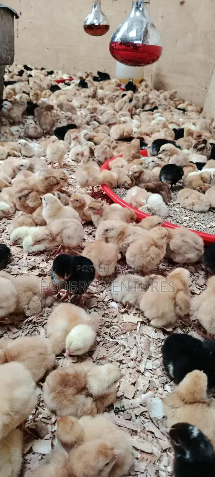 Day Old Kuroilers Chicks