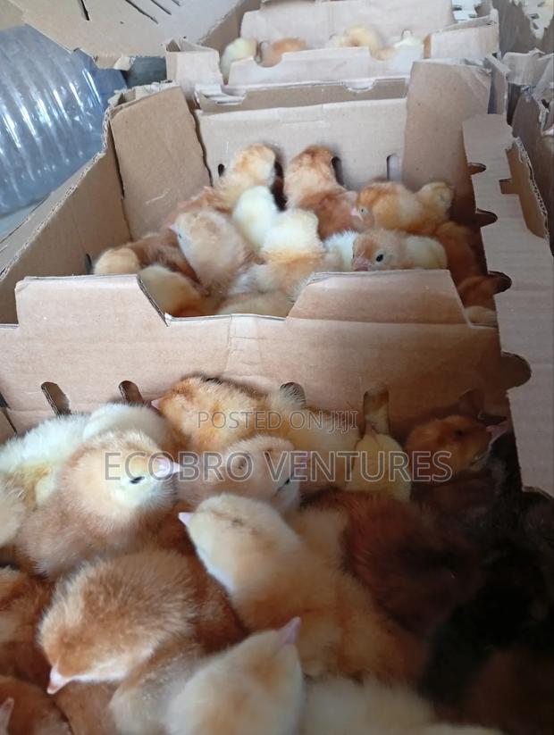 Kenbro Day Old Chicks