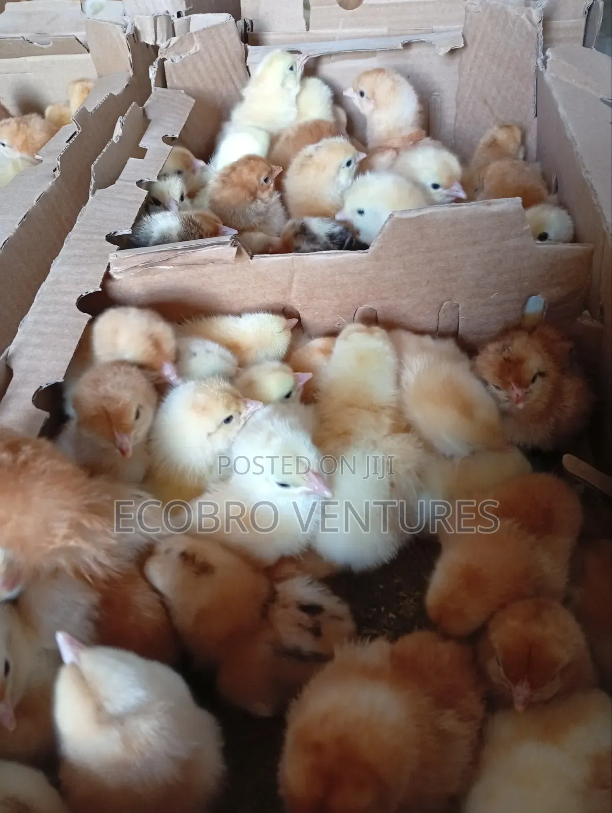 Kenbro Day Old Chicks