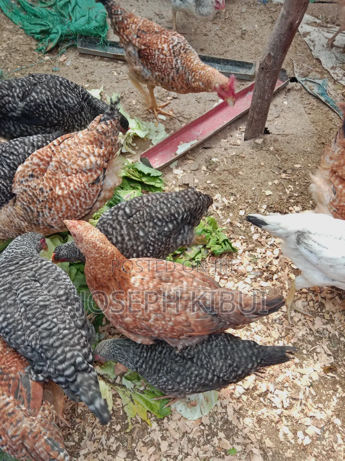 Chicken for Sale