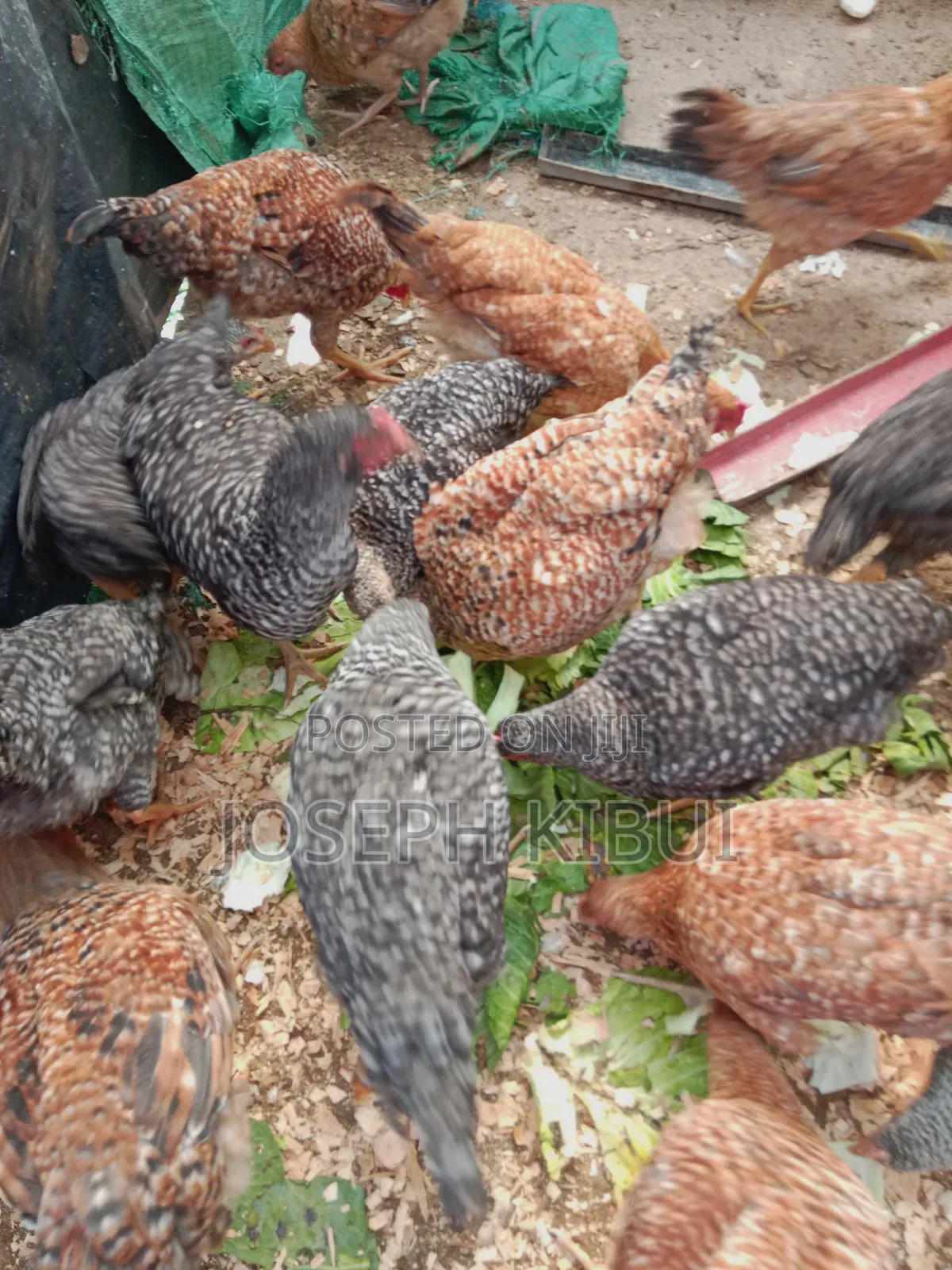 Chicken for Sale