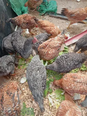 Chicken for Sale