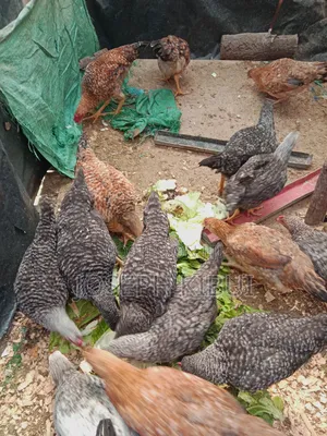 Chicken for Sale