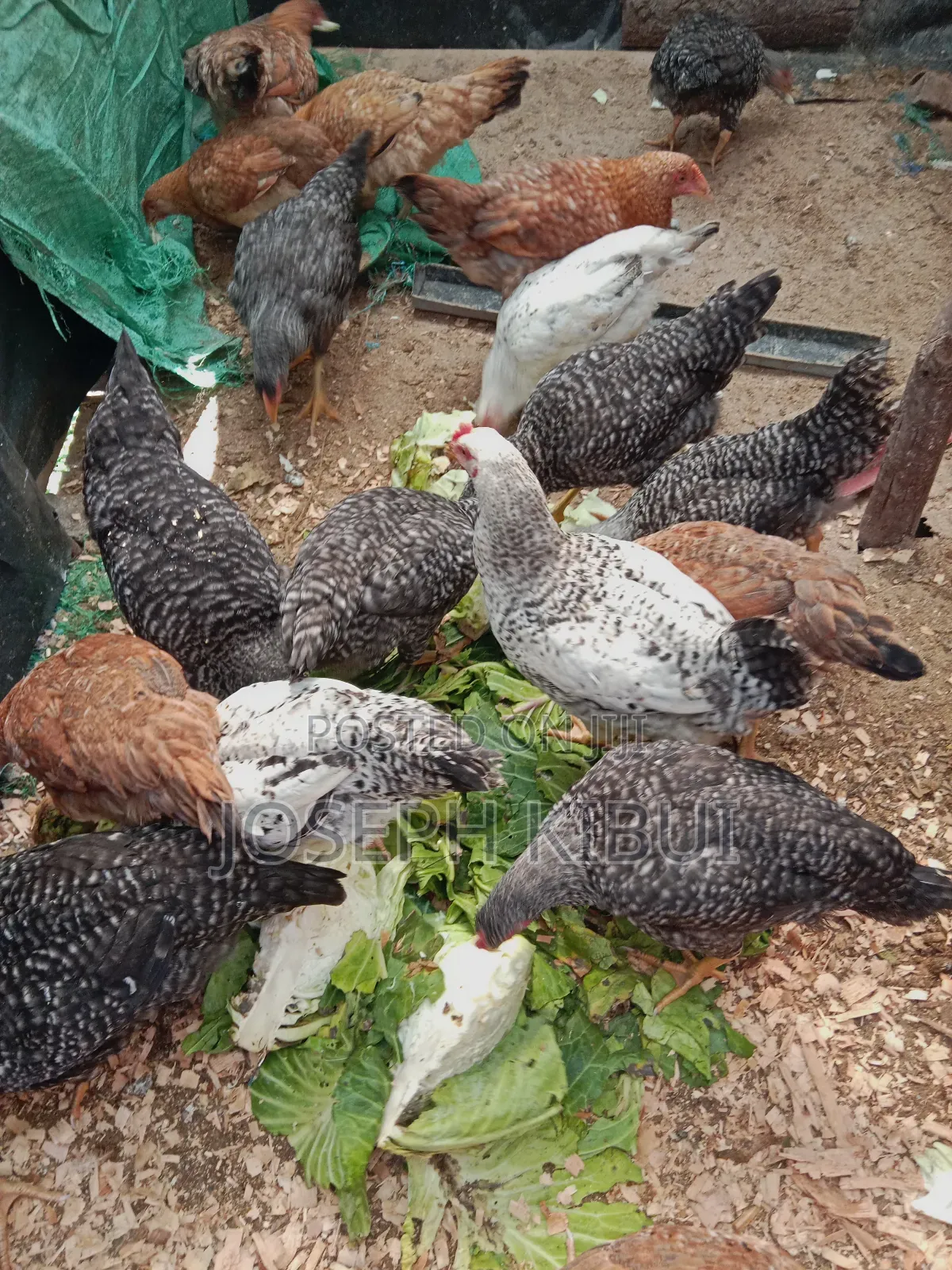 Chicken for Sale