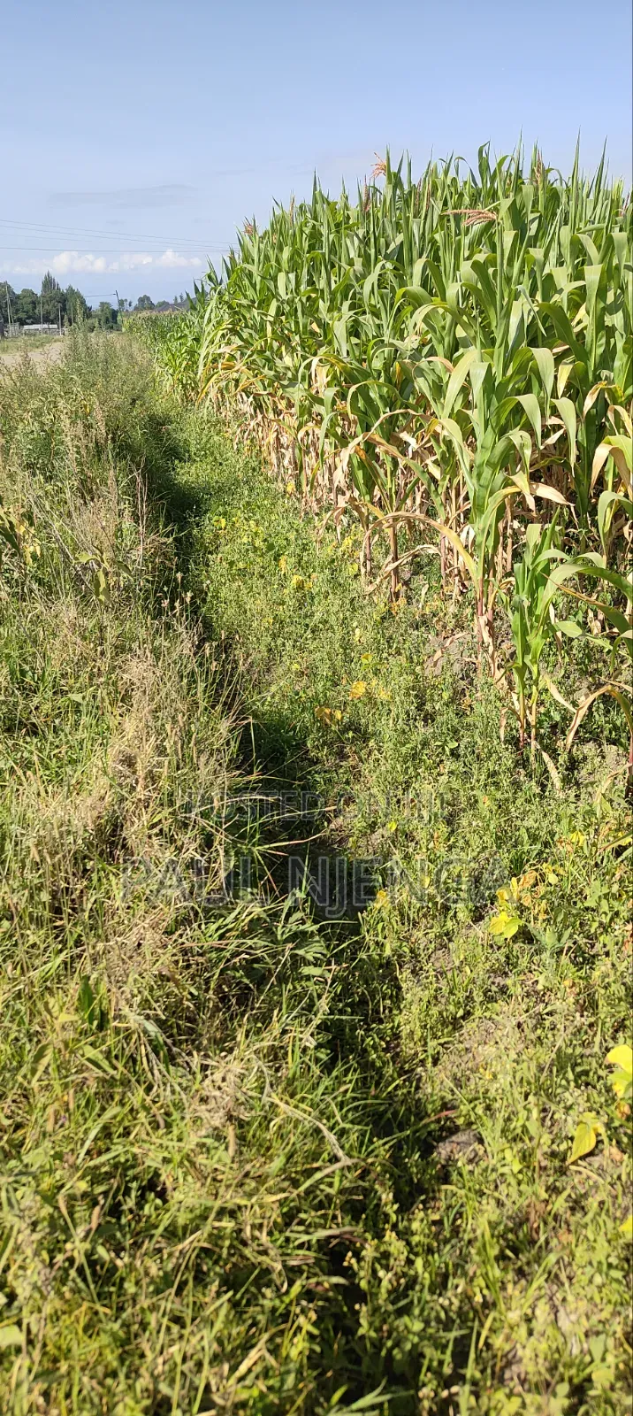 Land for Sale
