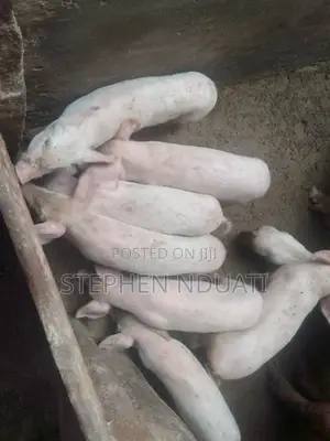 2 Month Old Piglets for Sale. Large White