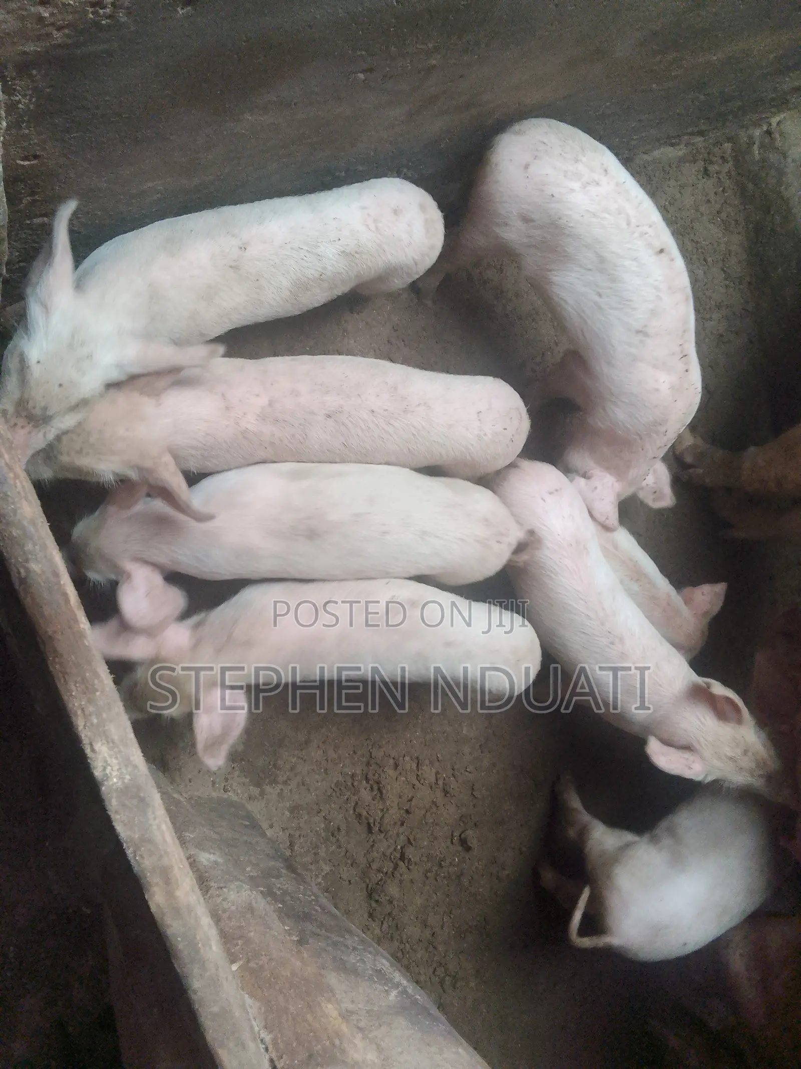 2 .5 Month Old Piglets for Sale. Large White
