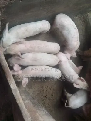 2 .5 Month Old Piglets for Sale. Large White