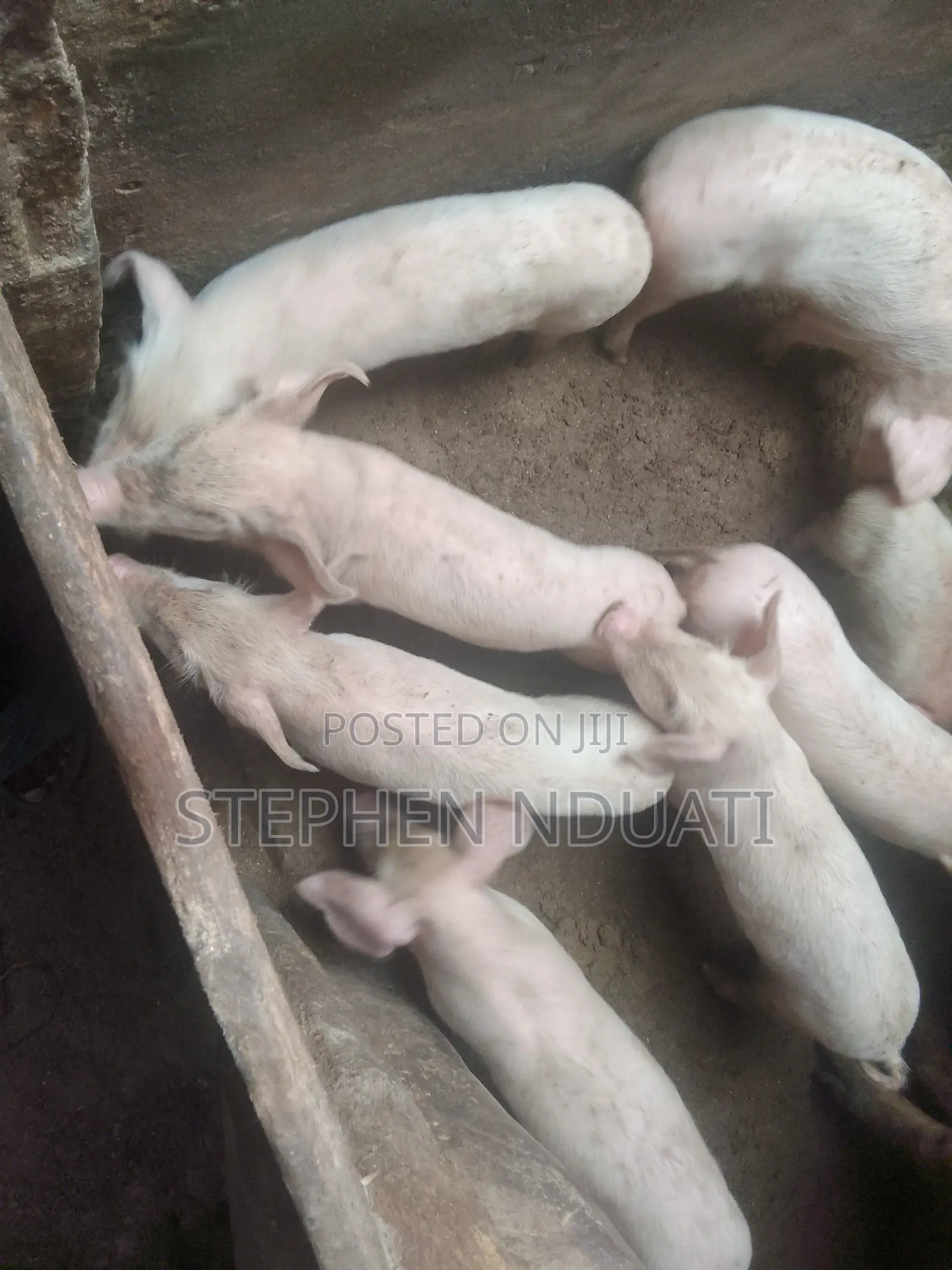 2 .5 Month Old Piglets for Sale. Large White