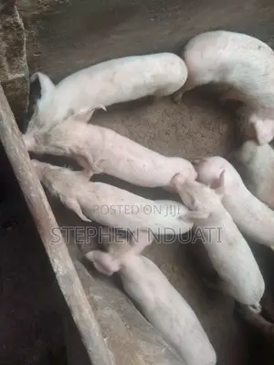 2 .5 Month Old Piglets for Sale. Large White