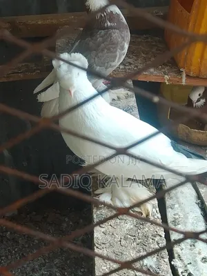 Female Trampet for Sale