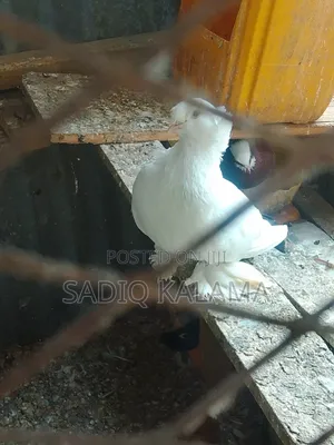 Female Trampet for Sale