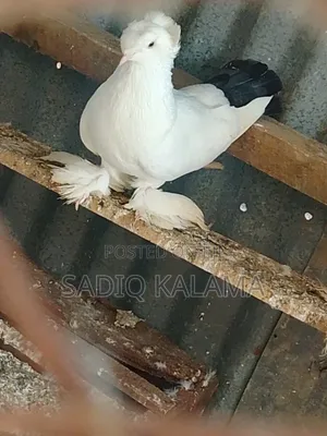 Female Trampet for Sale