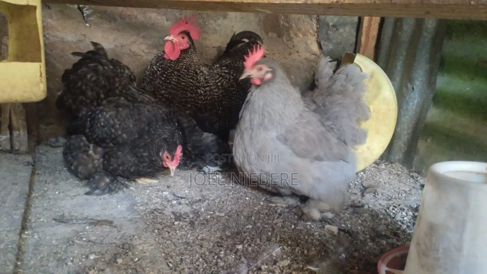 Mature Bantams