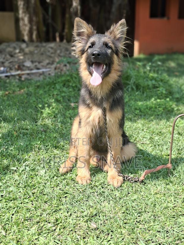 3-6 months Male Purebred German Shepherd