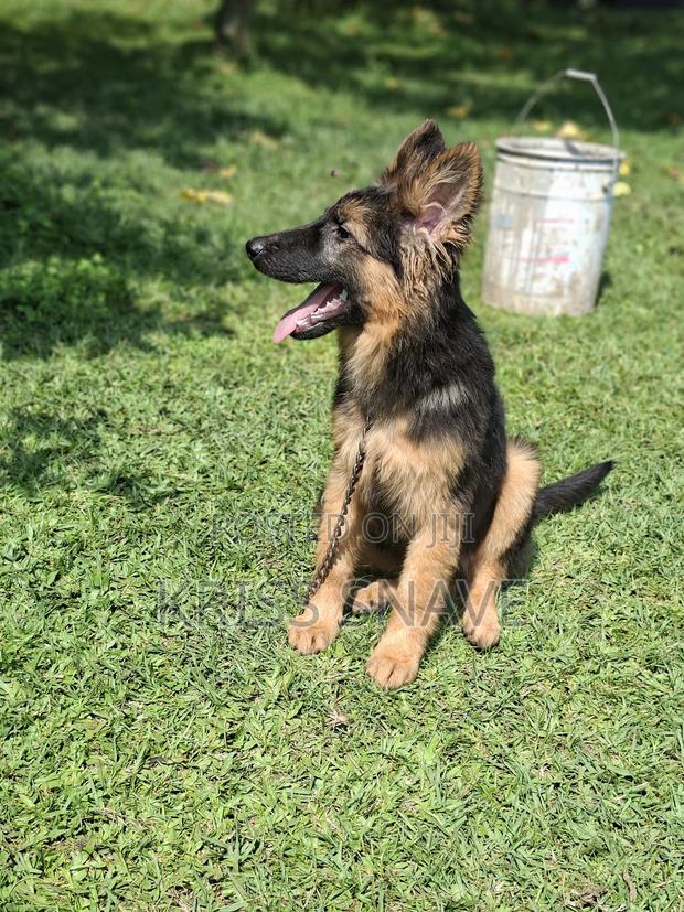 3-6 months Male Purebred German Shepherd - thumbnail 4