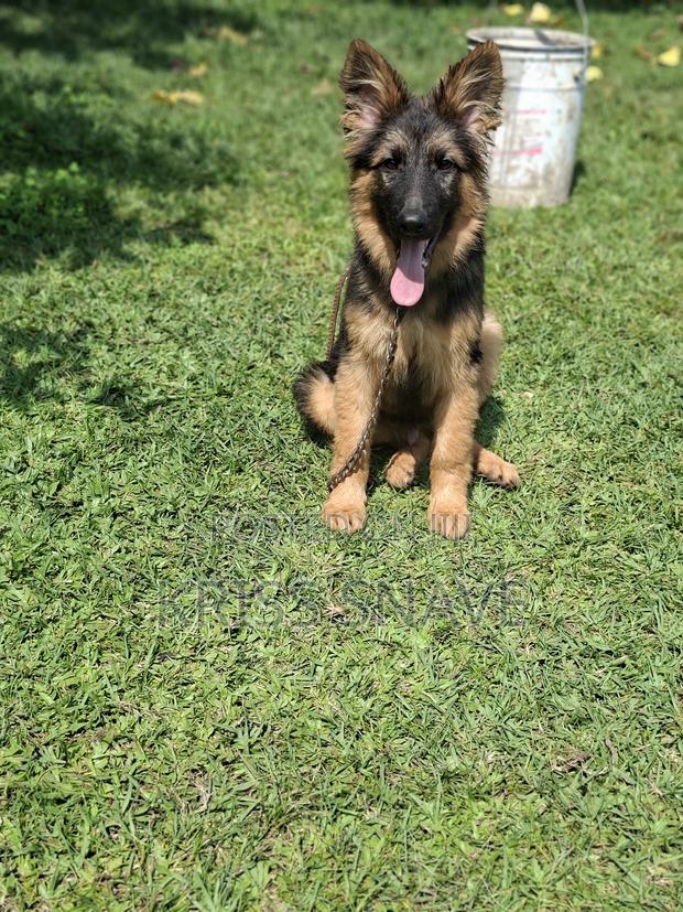 3-6 months Male Purebred German Shepherd - thumbnail 2