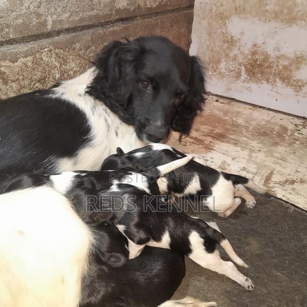1-3 months Female Purebred English Springer Spaniel - main view