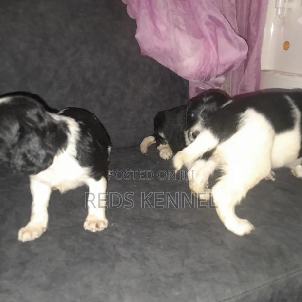 1-3 months Female Purebred English Springer Spaniel - thumbnail 2