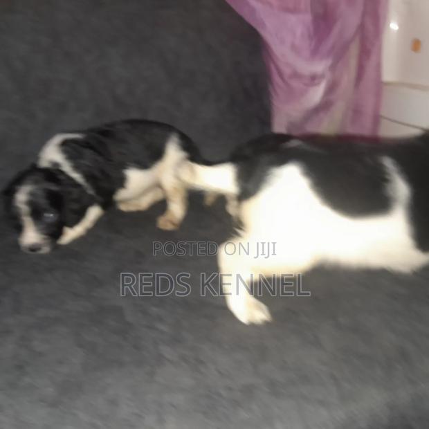 1-3 months Female Purebred English Springer Spaniel - thumbnail 3