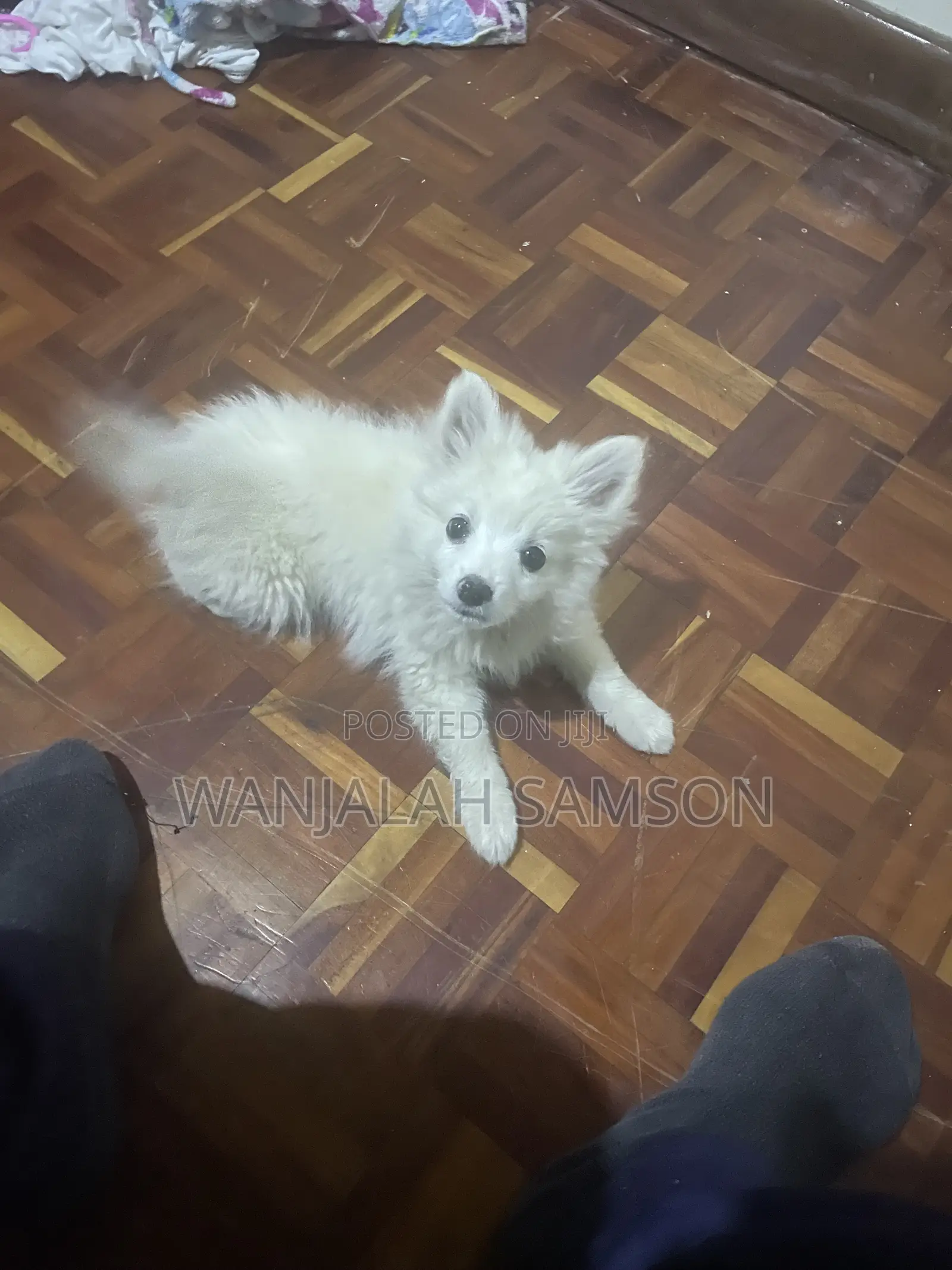 3-6 months Female Purebred Pomeranian