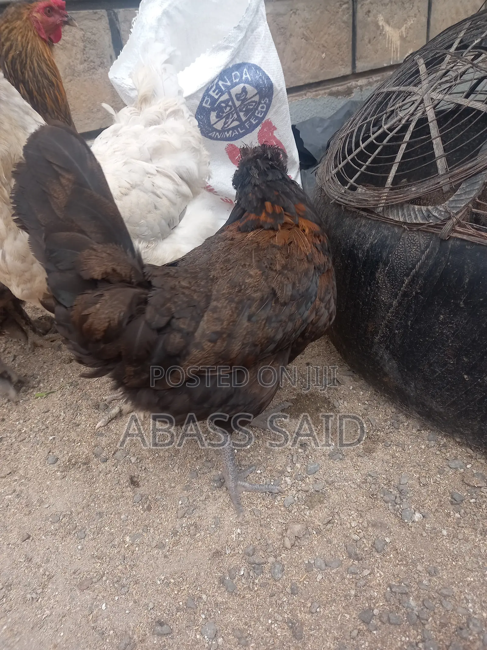 Polish Chicken