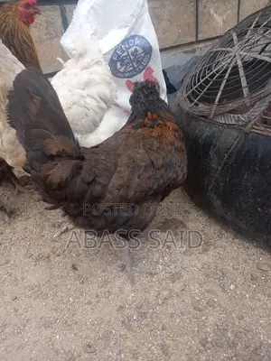 Polish Chicken