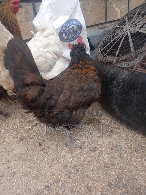Polish Chicken - thumbnail 2