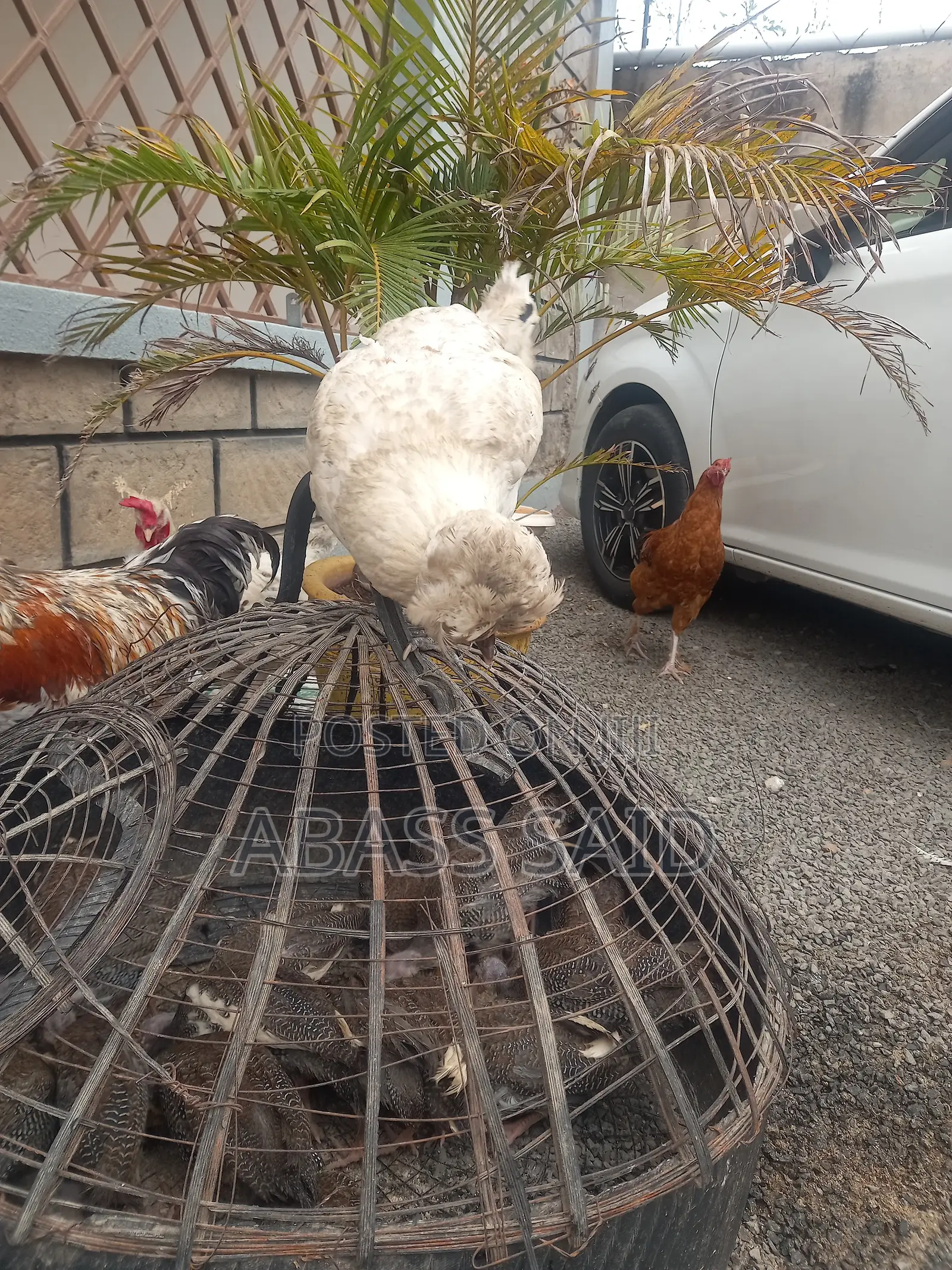 Polish Chicken