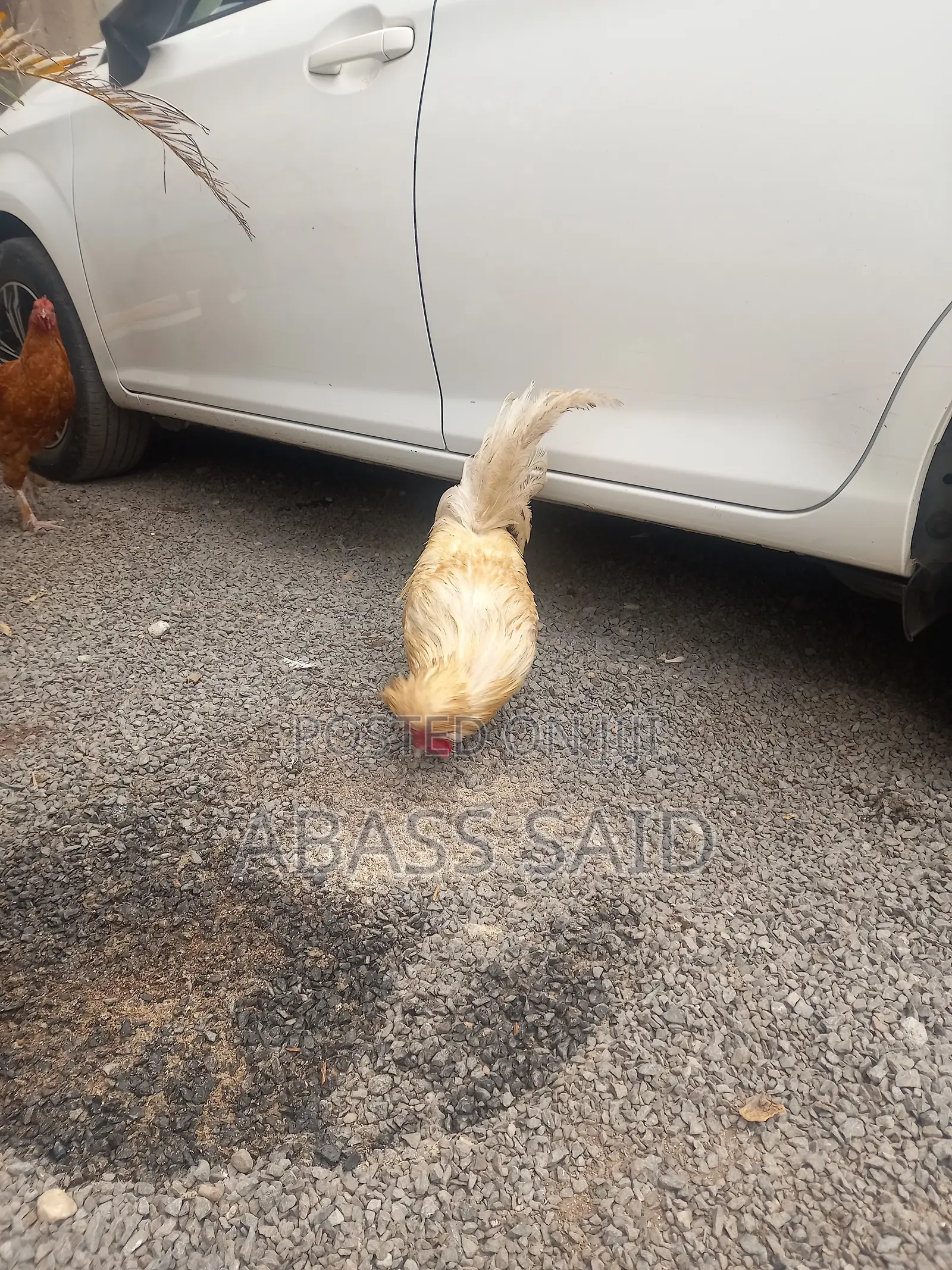 Polish Chicken