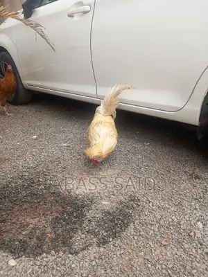 Polish Chicken
