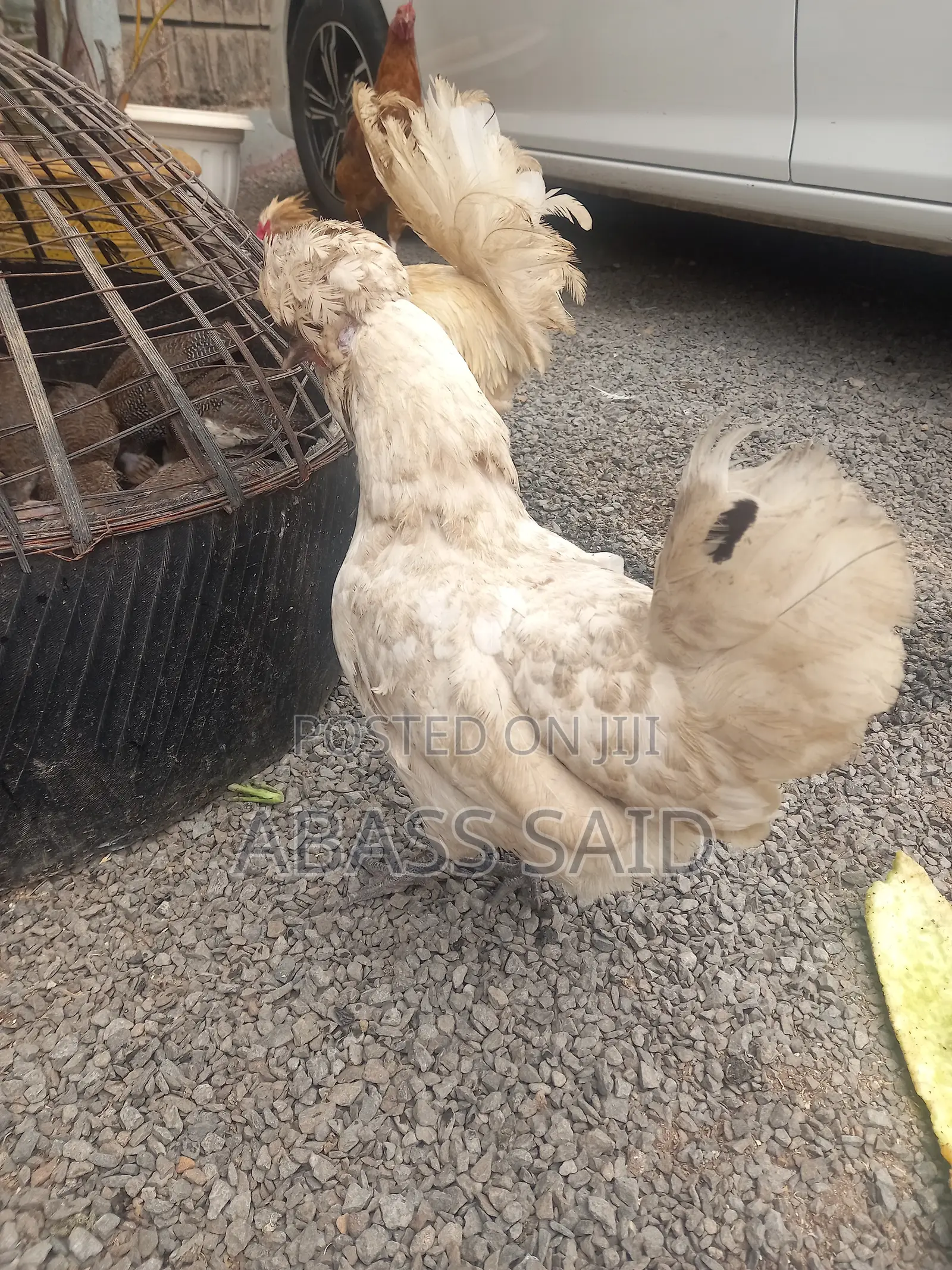 Polish Chicken
