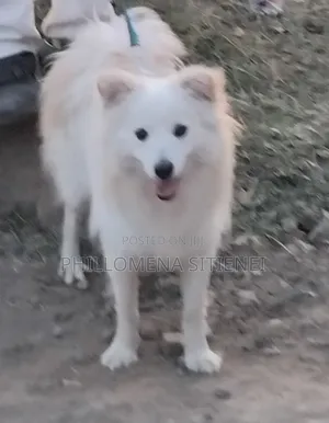 6-12 months Male Purebred Japanese Spitz