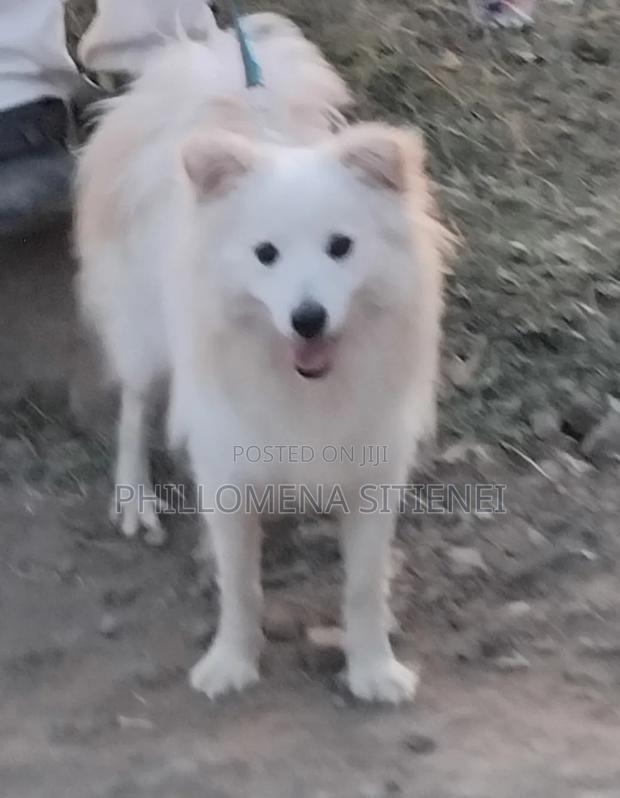 6-12 months Male Purebred Japanese Spitz