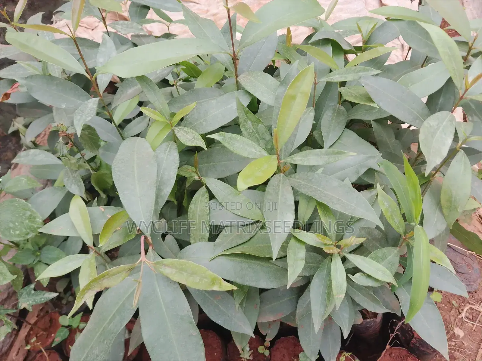 Zambarau/ Syzygium/ Java Plum Seedlings