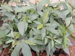 Zambarau/ Syzygium/ Java Plum Seedlings