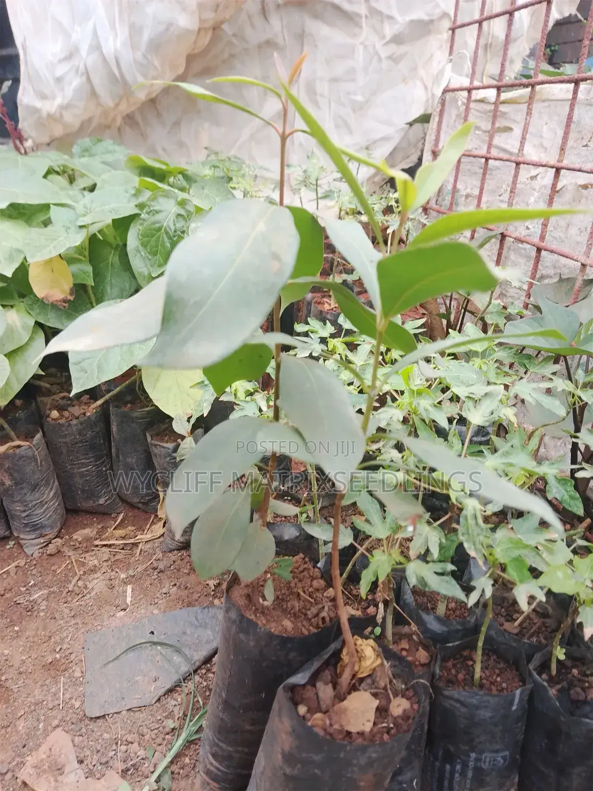 Zambarau/ Syzygium/ Java Plum Seedlings