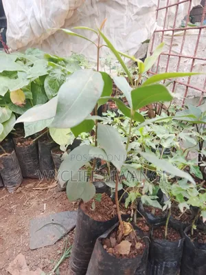 Zambarau/ Syzygium/ Java Plum Seedlings
