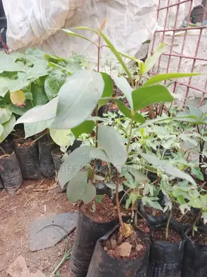 Zambarau/ Syzygium/ Java Plum Seedlings