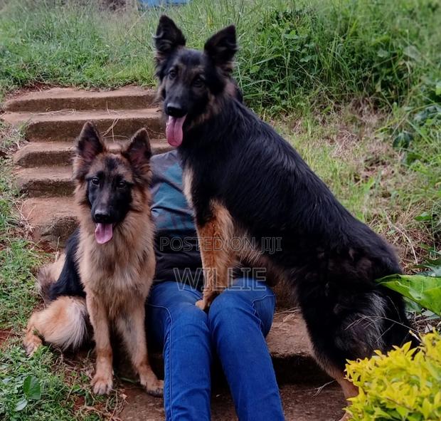 1+ year Female Purebred German Shepherd