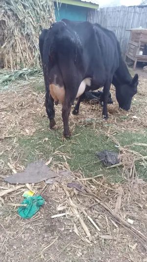 Black Frisian Dairy Cow