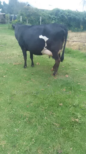 Black Frisian Dairy Cow