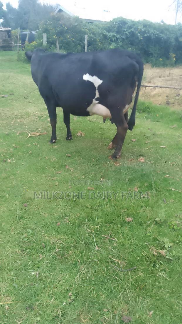 Black Frisian Dairy Cow - thumbnail 2
