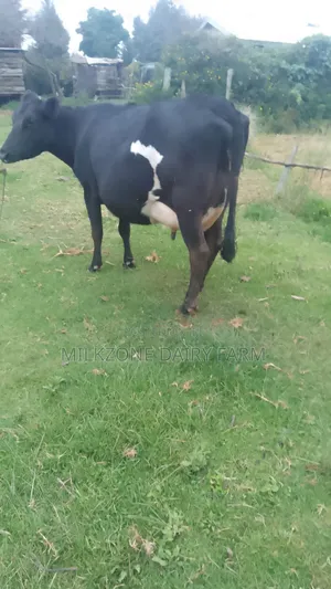 Black Frisian Dairy Cow