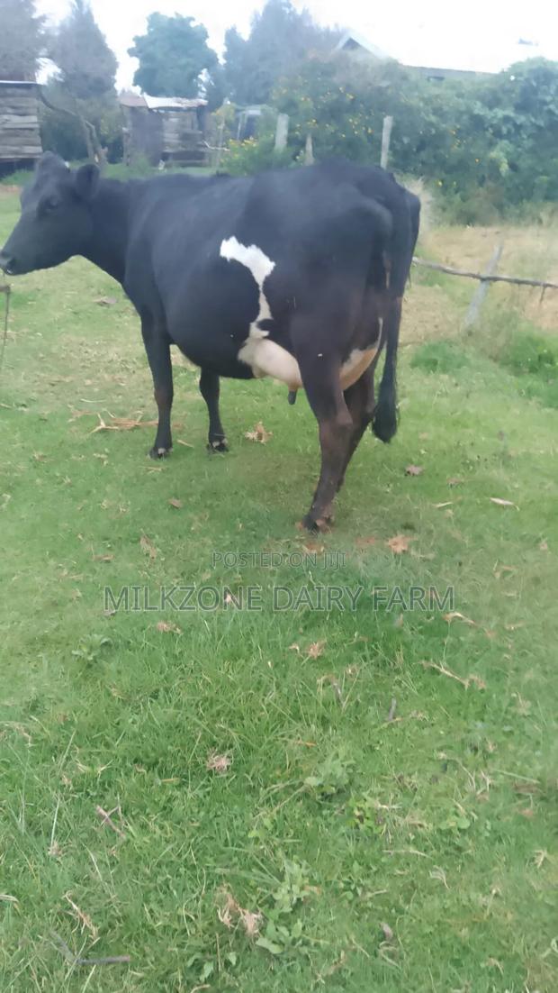 Black Frisian Dairy Cow - thumbnail 3