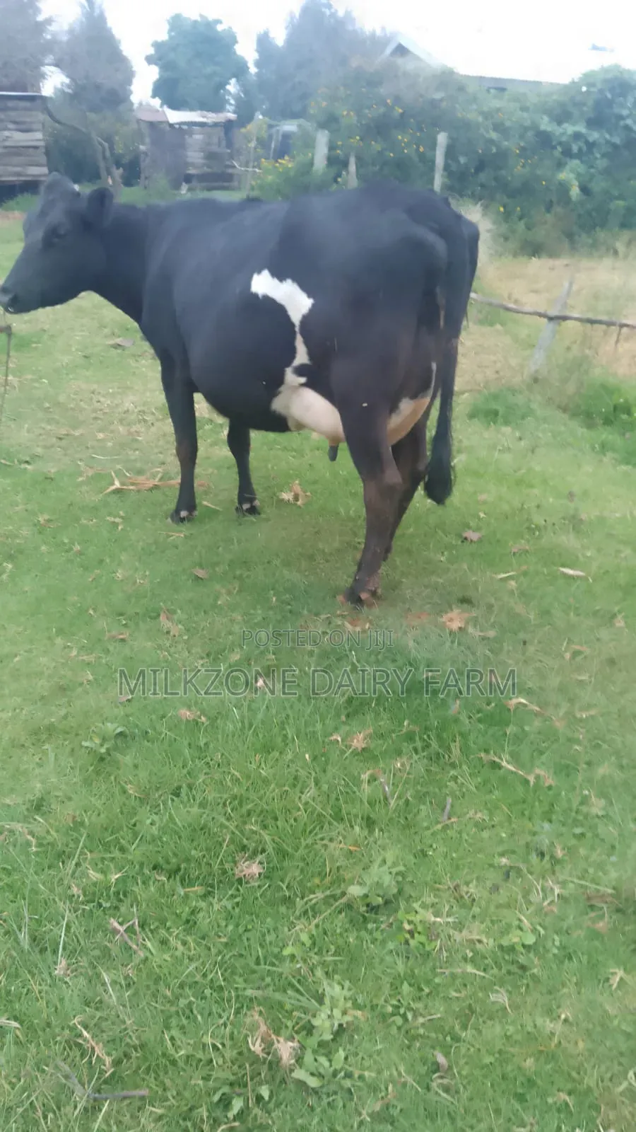 Black Frisian Dairy Cow