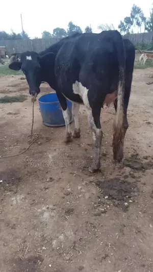 Black Frisian Dairy Cow