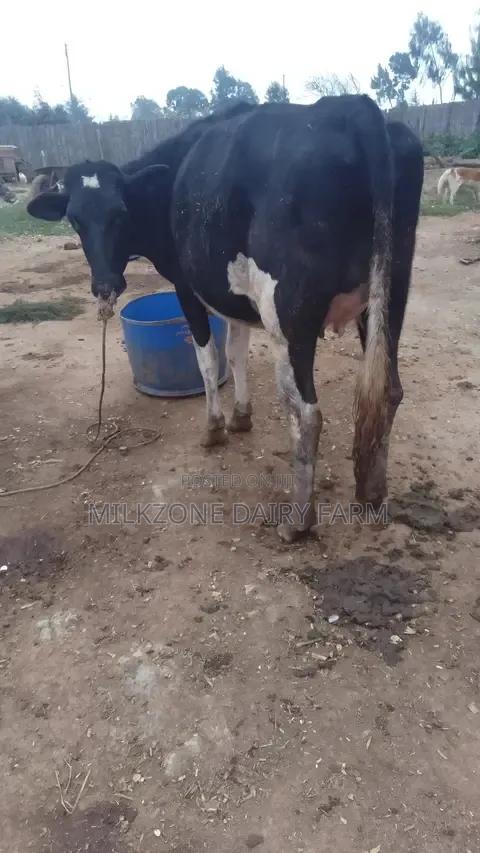 Black Frisian Dairy Cow - thumbnail 4